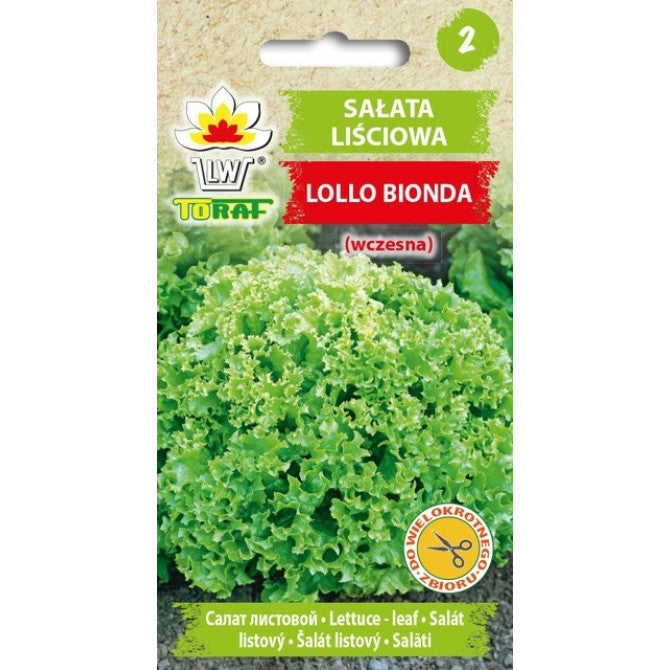 Salāti Lollo Bionda 1g IT40681CIN0CA ST