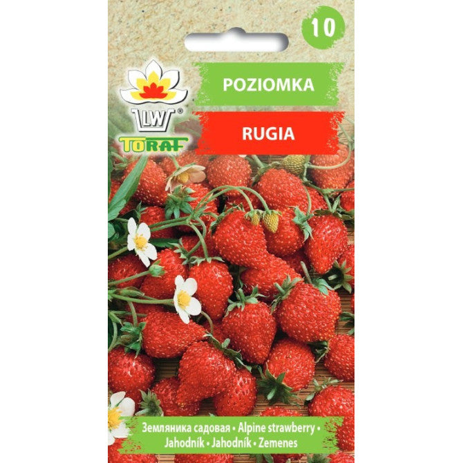 Zemenes Rugia 0.3g DE78887ST