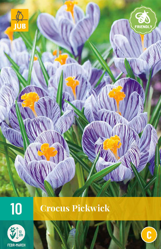 Pavasara krokuss Crocus vernus Pickwick 8/9 (10 gab. paciņā)