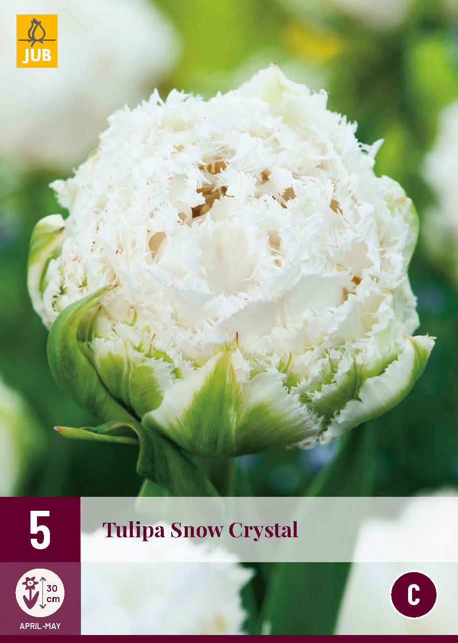 Tulpes