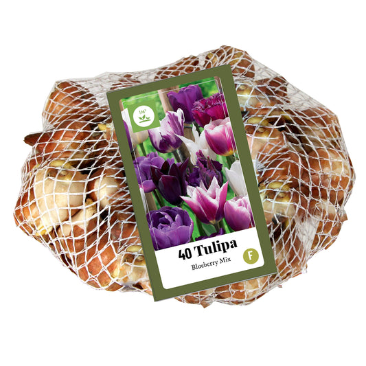 Tulpju maisījums Tulipa Blueberry Mix 11/12 (40 gab. tīkliņā)