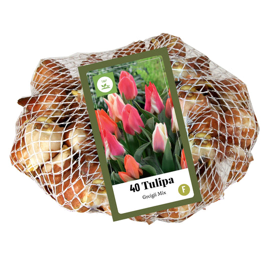 Tulpju maisījums Tulipa Greigii Mix 11/12 (40 gab. tīkliņā)