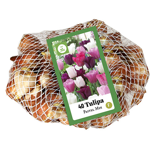 Tulpju maisījums Tulipa Pastel Mix (11/12 (40 gab. tīkliņā)