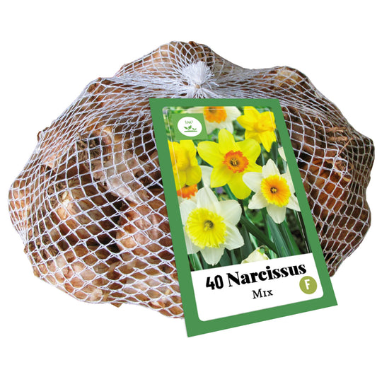 Narcise lielziedu Narcissus Grootkronig Mix 10/12 (40 gab. tīkliņā)