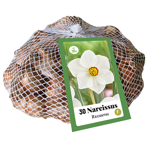Narcise dzejnieku Narcissus Recurvus 10/12 (30 gab. tīkliņā)