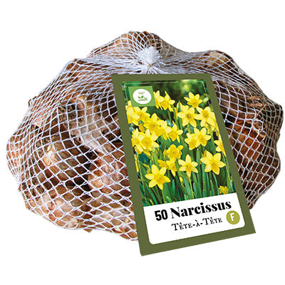 Narcise botāniskā Narcissus Tete-A-Tete 10/11 (50 gab. tīkliņā)